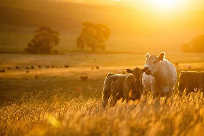 Beautiful,Cattle,In,Australia,Eating,Grass,,Grazing,On,Pasture.,Herd